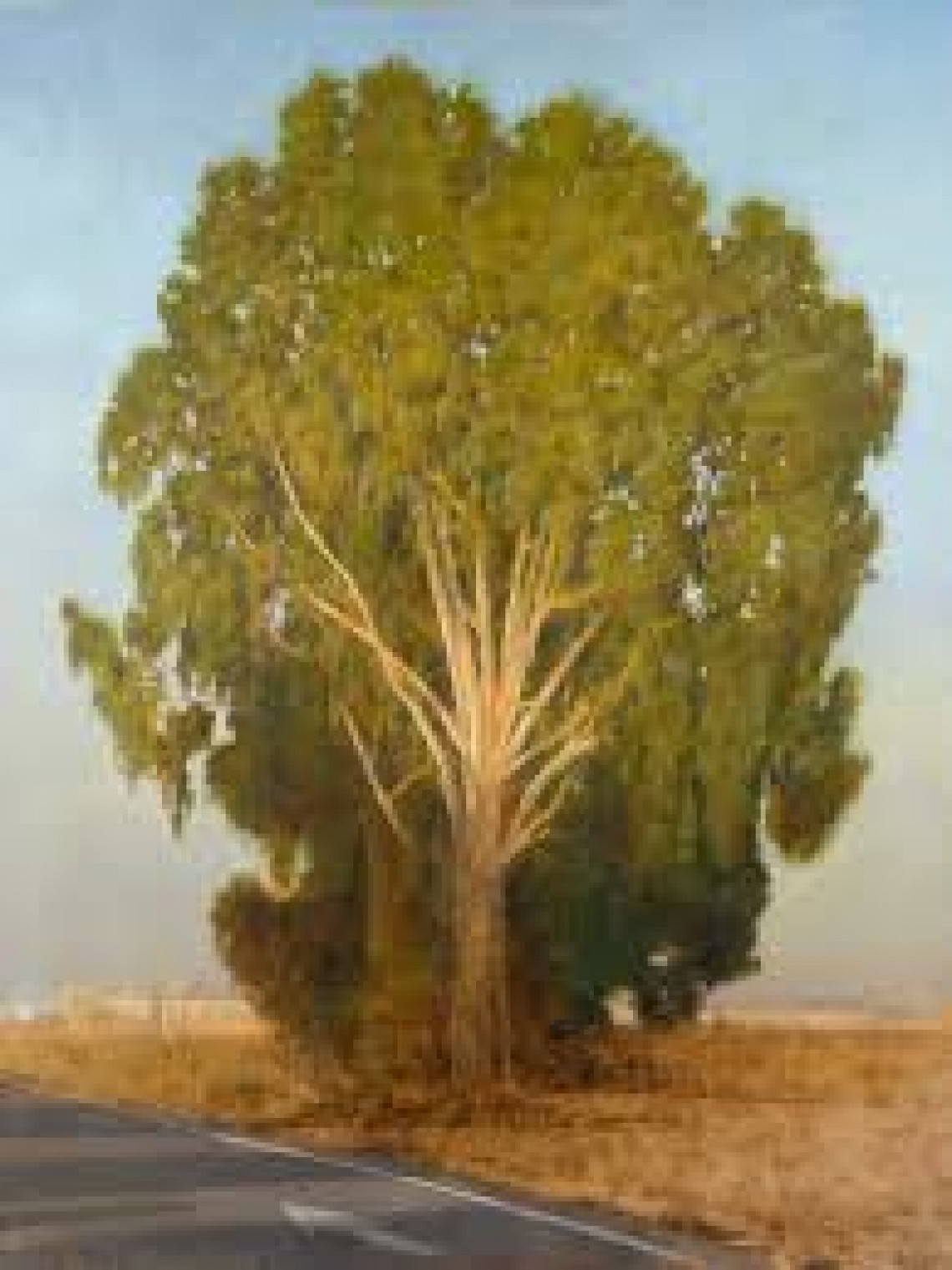 Foto evento viviroma